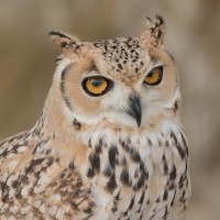 Pharaoh Eagle-Owl